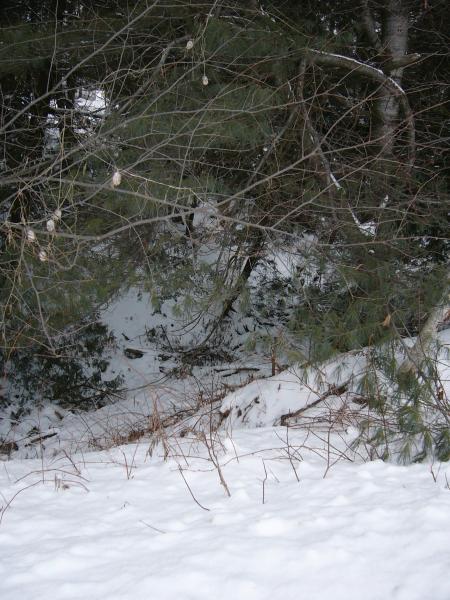 Nature hivernal