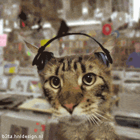 Un chat cool hi hi